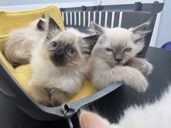 Traditional Ragdolls *Last 2*