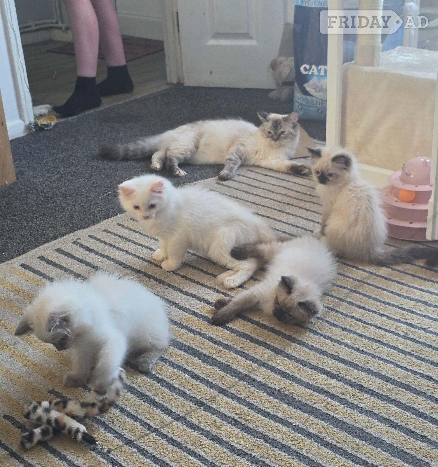 Traditional Ragdolls *Last 2*