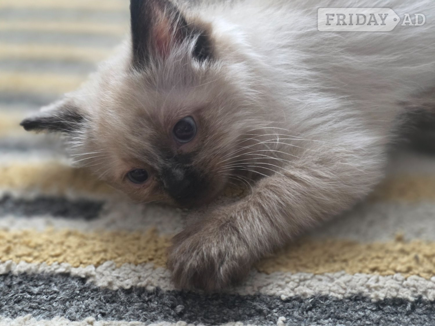 Traditional Ragdolls *Last 2* - Cats & Kittens in Hastings