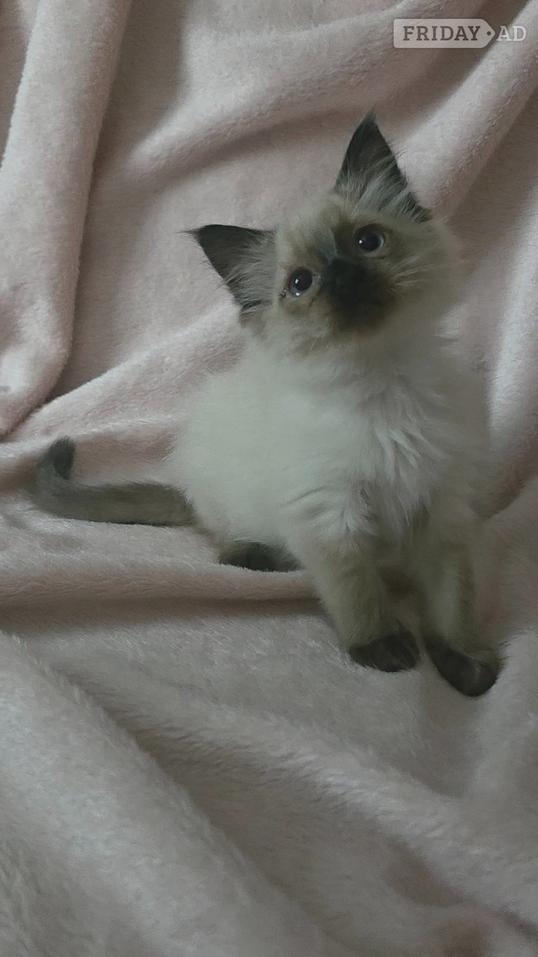 Traditional Ragdolls *Last 2* - Cats & Kittens