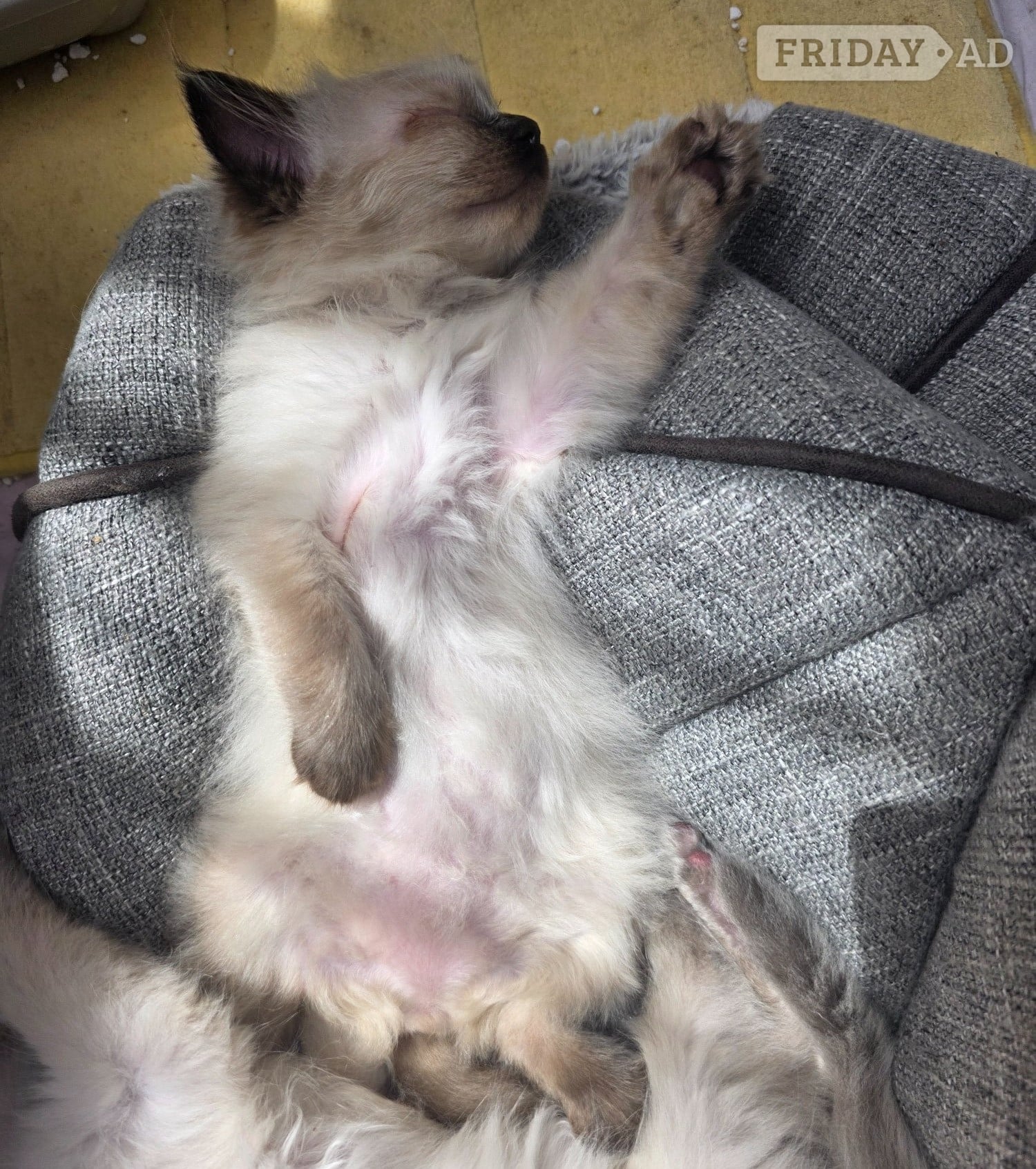 Hastings Traditional Ragdolls *Last 3*