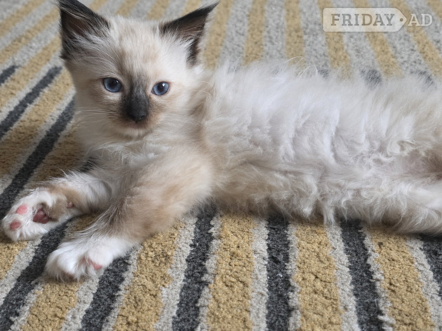 Traditional Ragdolls *Last 3* - Cats & Kittens in Hastings