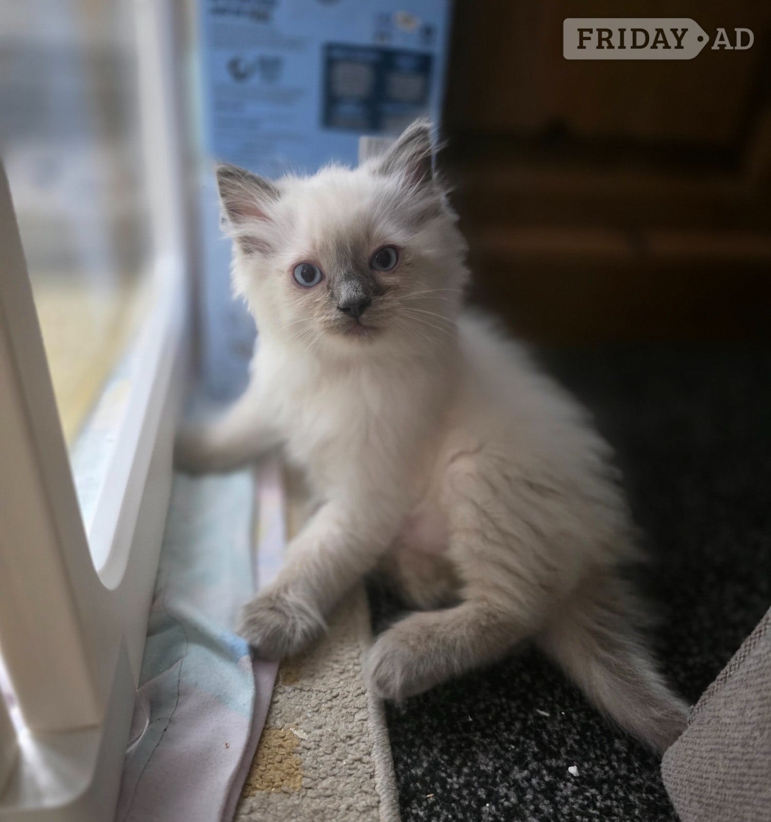 Traditional Ragdolls *Last 3* - Cats & Kittens