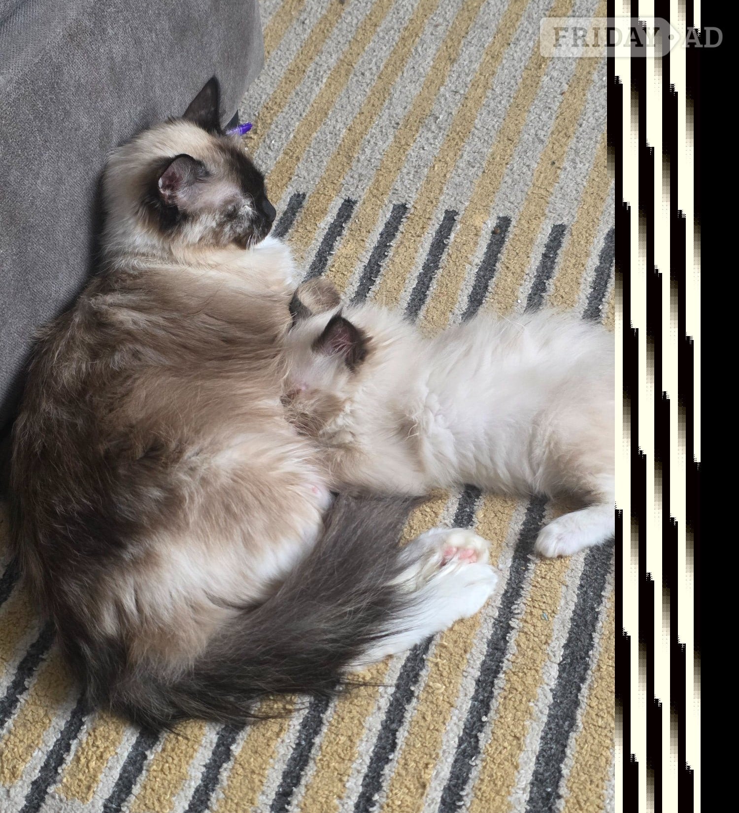 Hastings Traditional Ragdolls *Last 2*