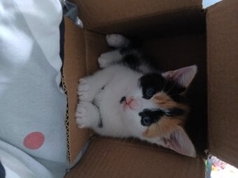 Baby girl kitten 8 weeks ready for a loving home 