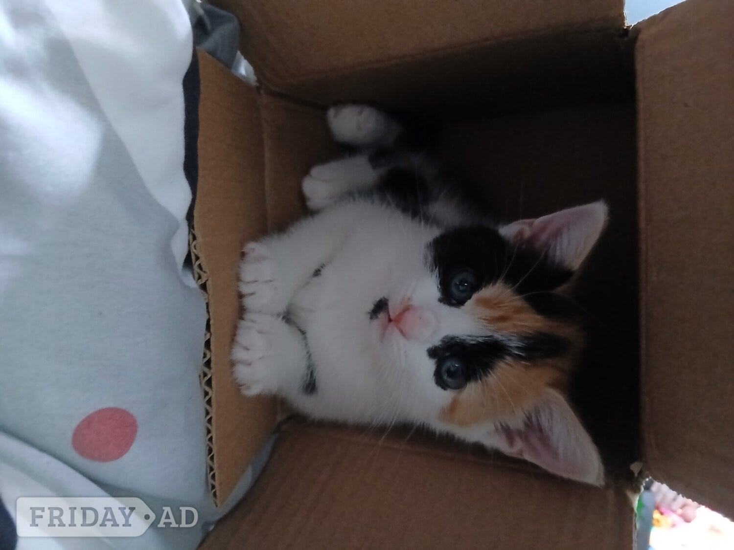 Baby girl kitten 8 weeks ready for a loving home  in Hove