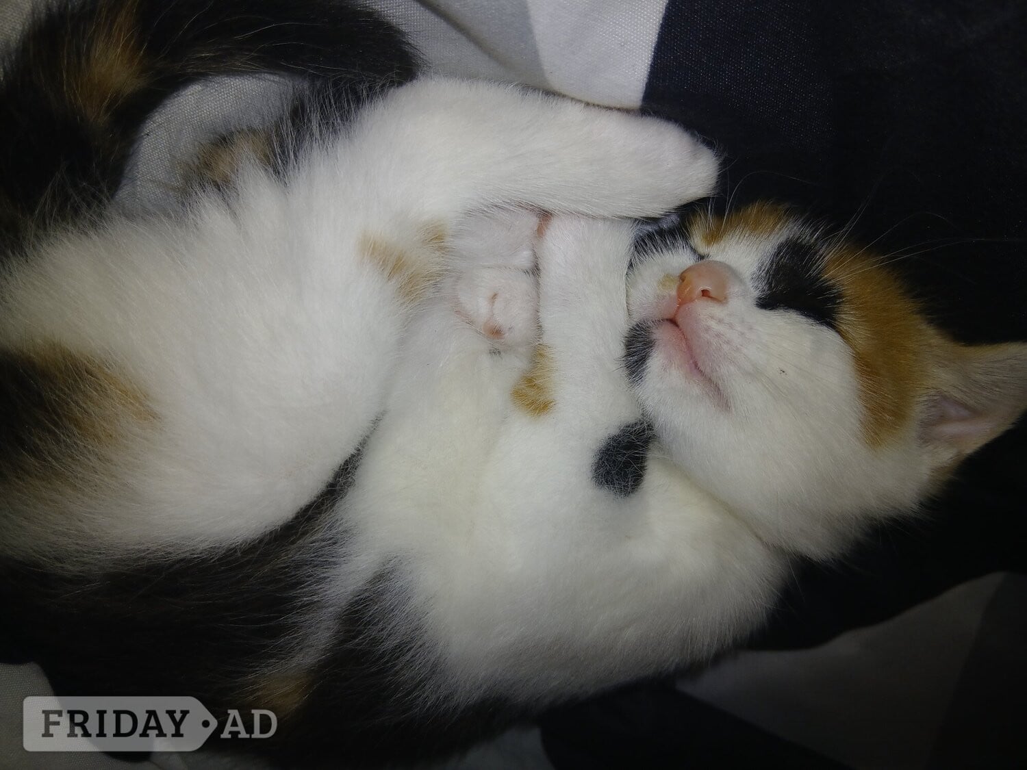 Baby girl kitten 8 weeks ready for a loving home 