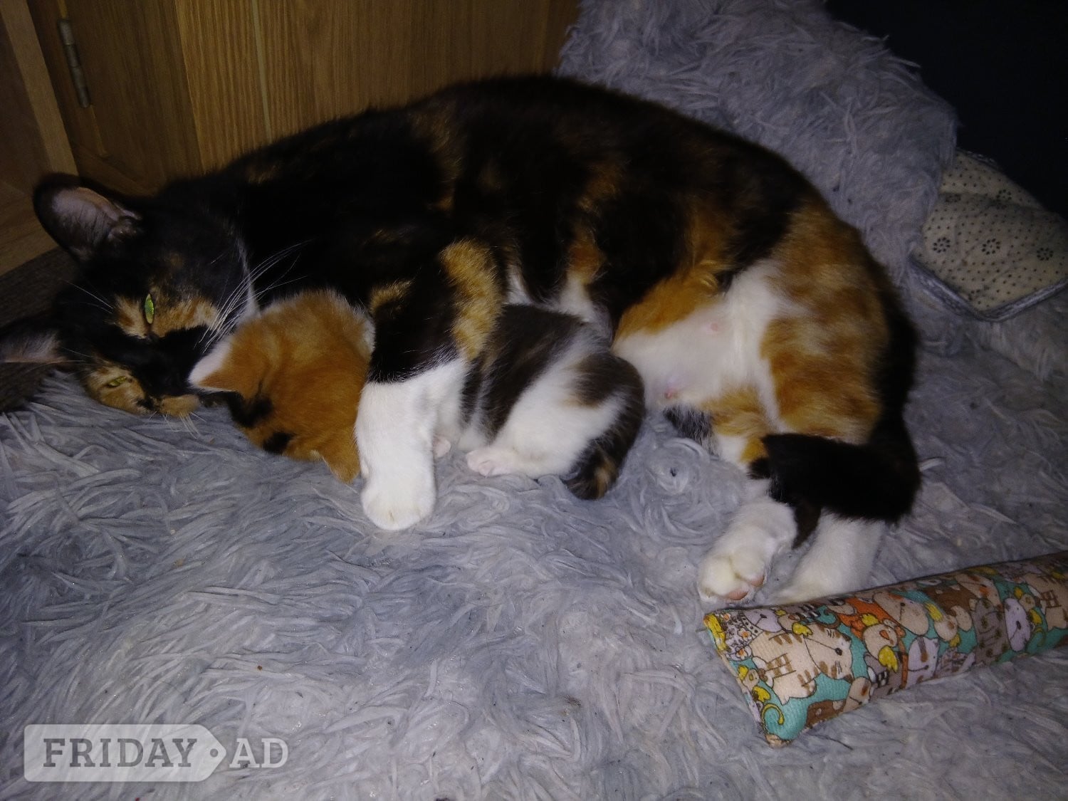 Hove Baby girl kitten 8 weeks ready for a loving home 
