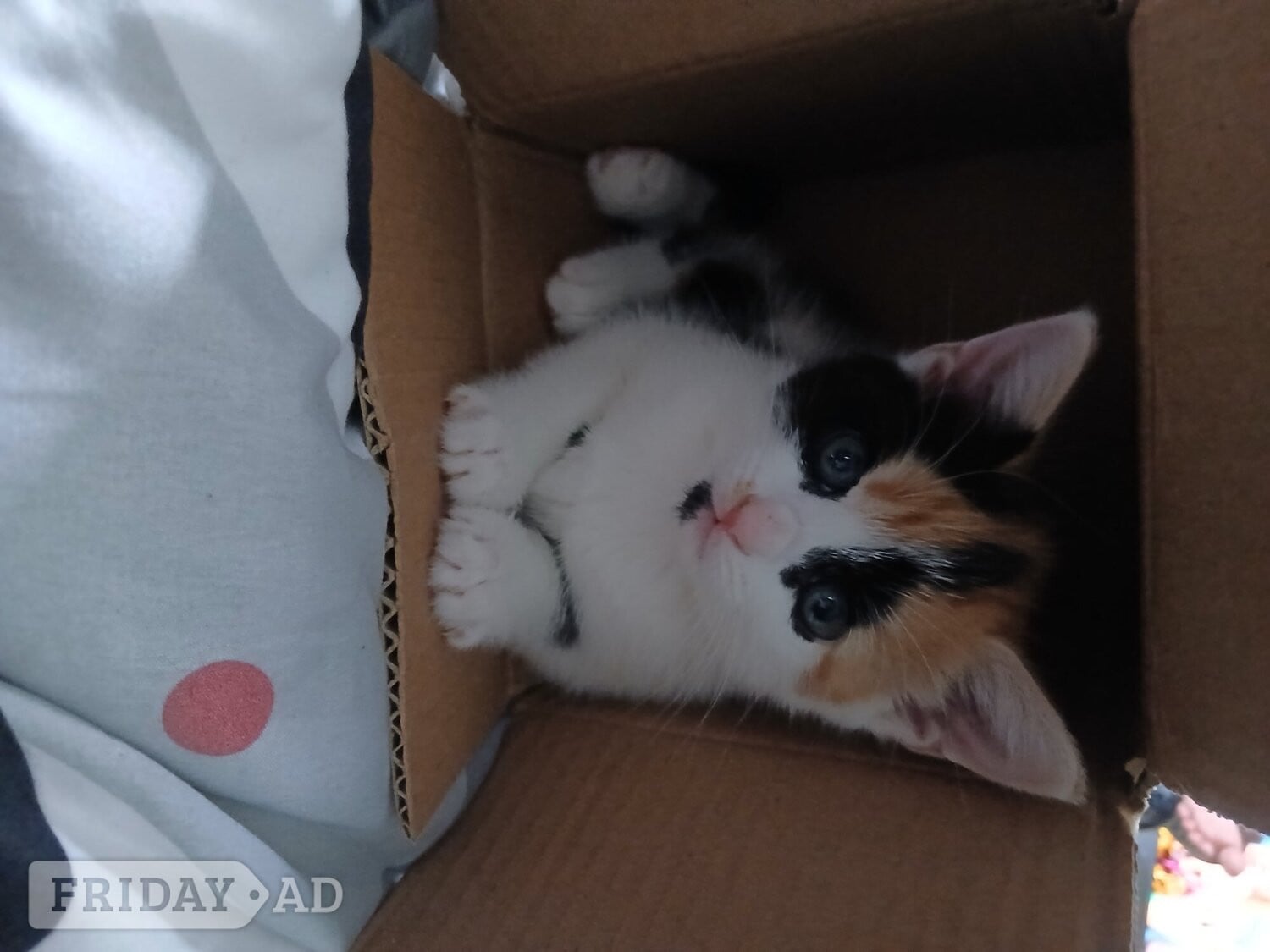 Baby girl kitten 8 weeks ready for a loving home  - Cats & Kittens in Hove