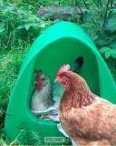 Poultry accessories, feeders, drinkers, bedding, feed etc in Leatherhead