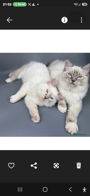 Bonded Pair of Male Ragdoll Cats (Toffee & Coffee)