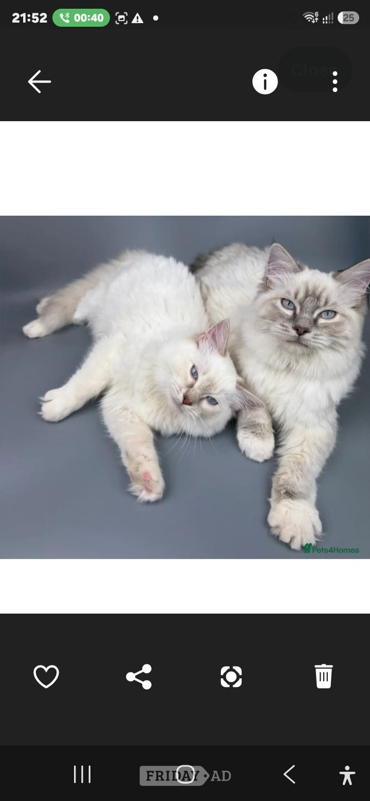 Bonded Pair of Male Ragdoll Cats (Toffee & Coffee)