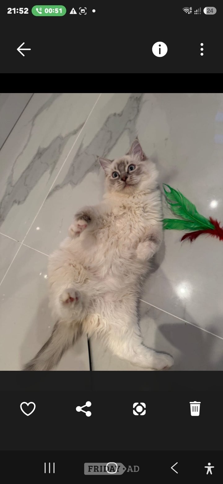 Bonded Pair of Male Ragdoll Cats (Toffee & Coffee) in London