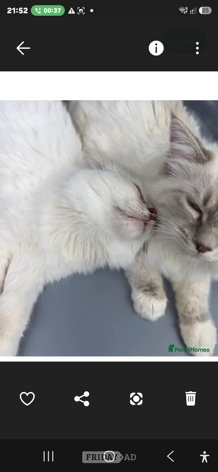 London Bonded Pair of Male Ragdoll Cats (Toffee & Coffee)