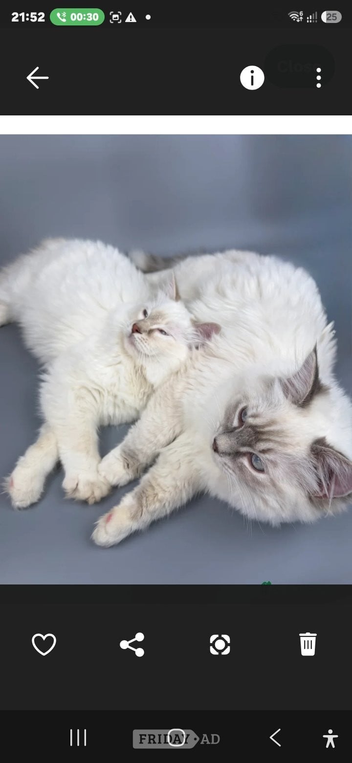 Bonded Pair of Male Ragdoll Cats (Toffee & Coffee) - Cats & Kittens in London