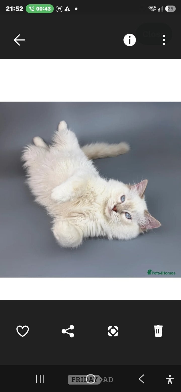 Bonded Pair of Male Ragdoll Cats (Toffee & Coffee) - Cats & Kittens