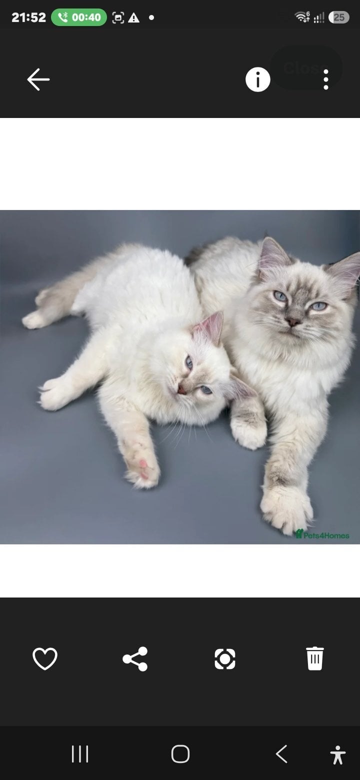 Bonded Pair of Male Ragdoll Cats (Toffee & Coffee)