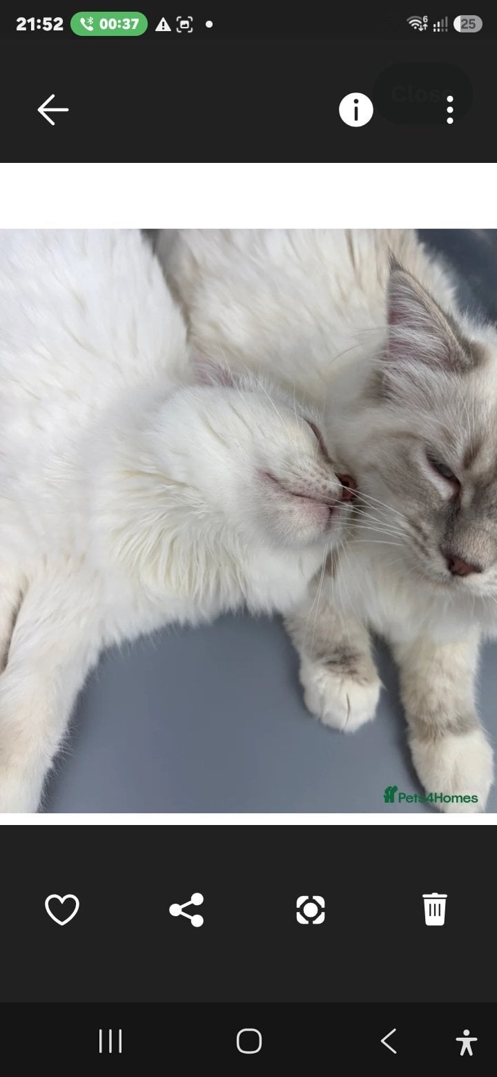 London Bonded Pair of Male Ragdoll Cats (Toffee & Coffee)