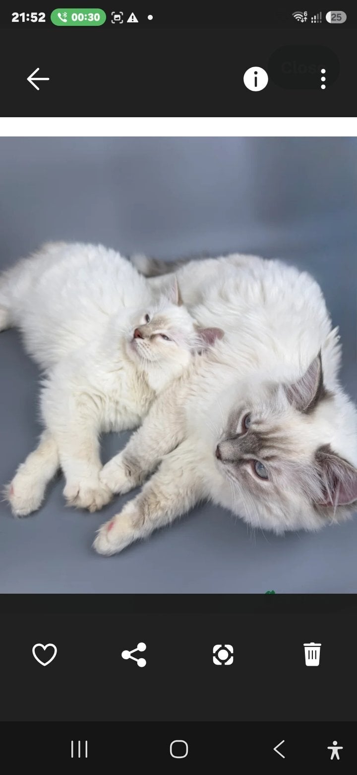 Bonded Pair of Male Ragdoll Cats (Toffee & Coffee) - Cats & Kittens in London