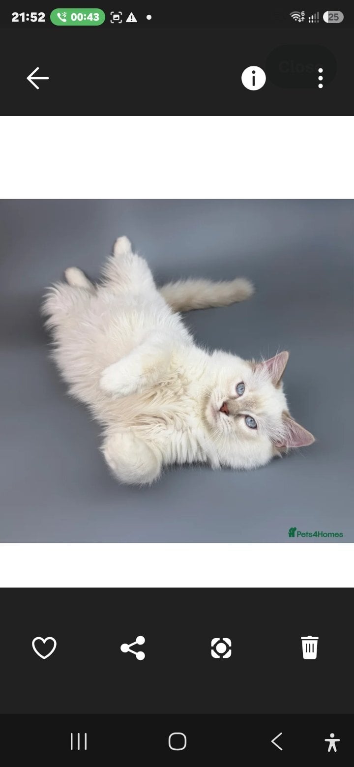 Bonded Pair of Male Ragdoll Cats (Toffee & Coffee) - Cats & Kittens