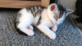 Tabby kitten available white and grey