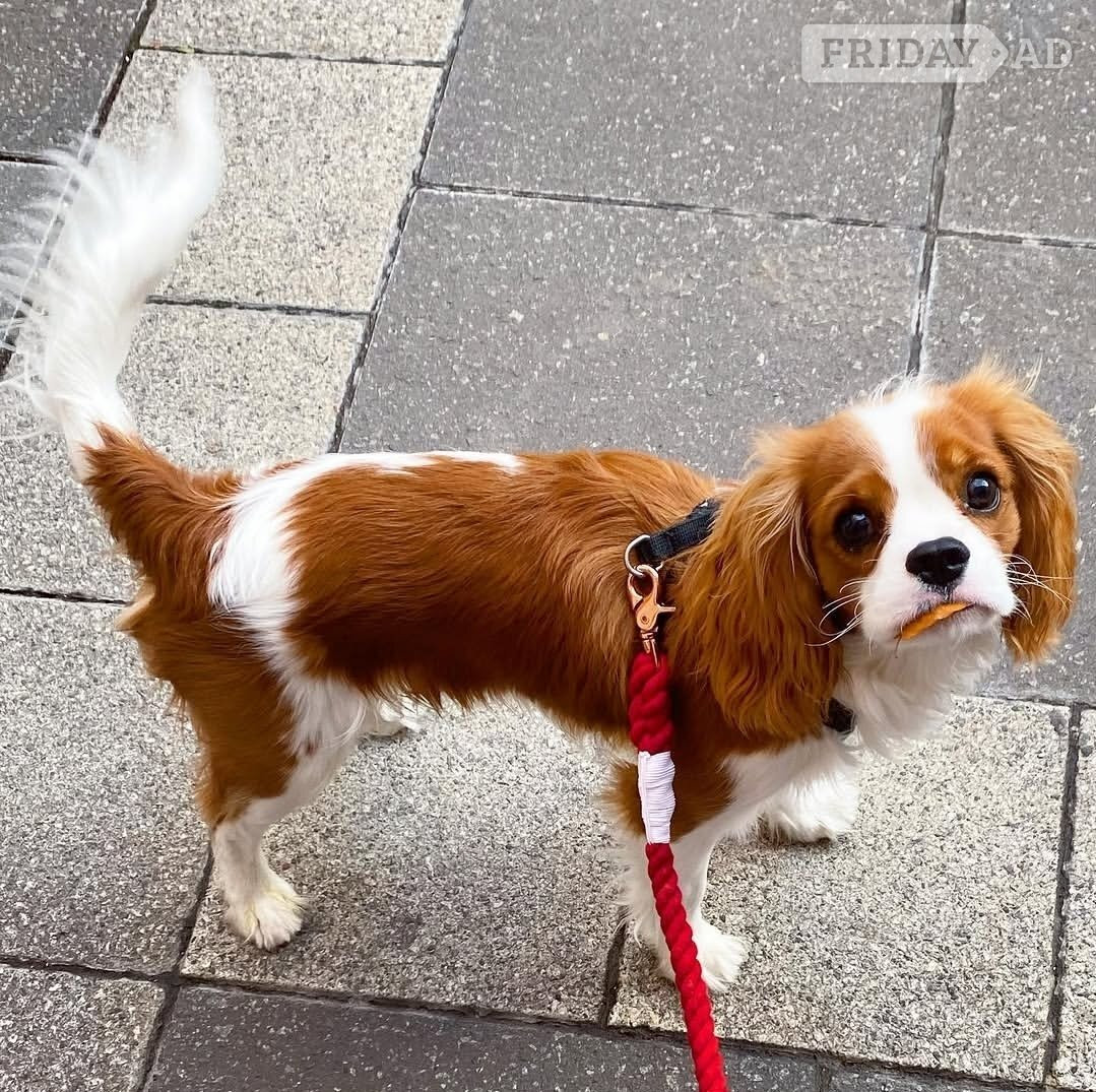 Cavalier king charles  in Baldock