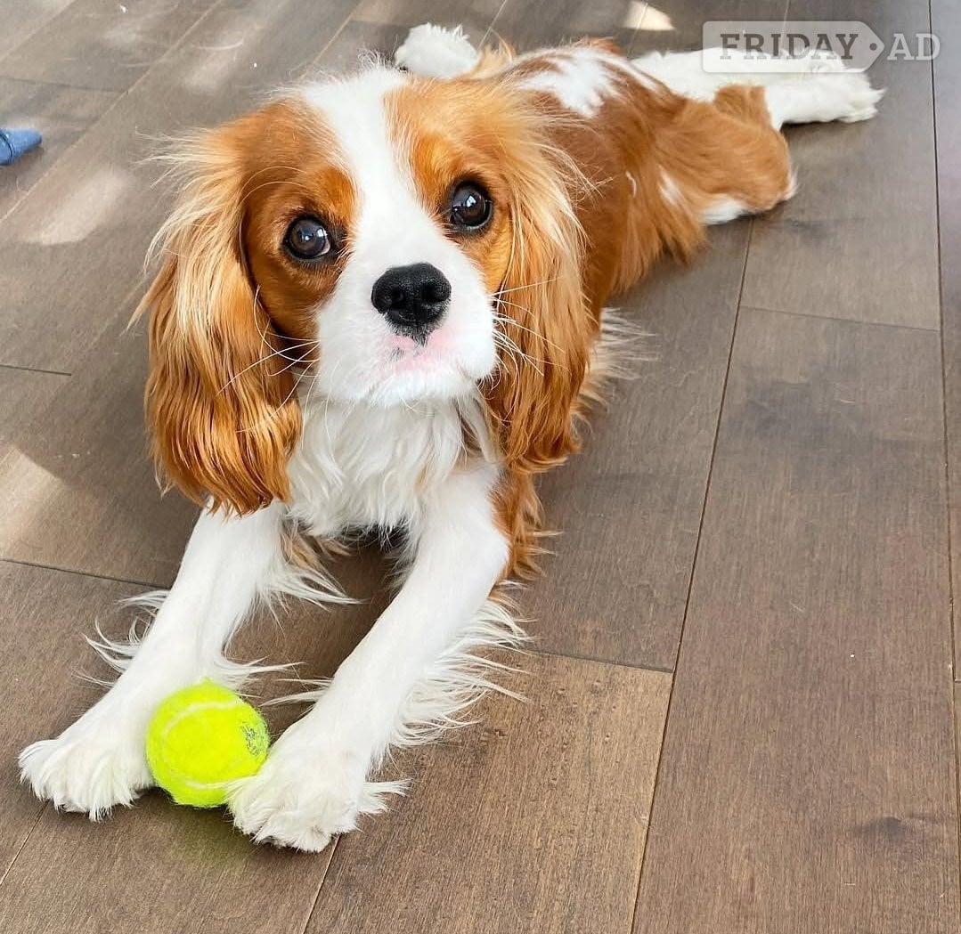 Cavalier king charles 