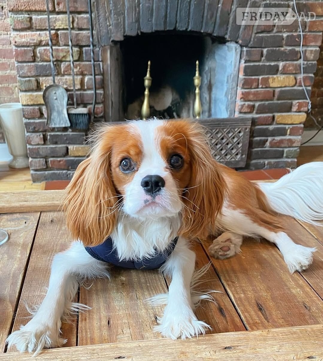 Baldock Cavalier king charles 