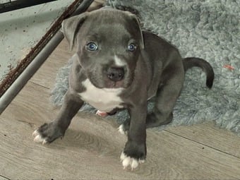 6 week old Staffordshire bull terrier for sale 