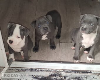 6 week old Staffordshire bull terrier for sale 