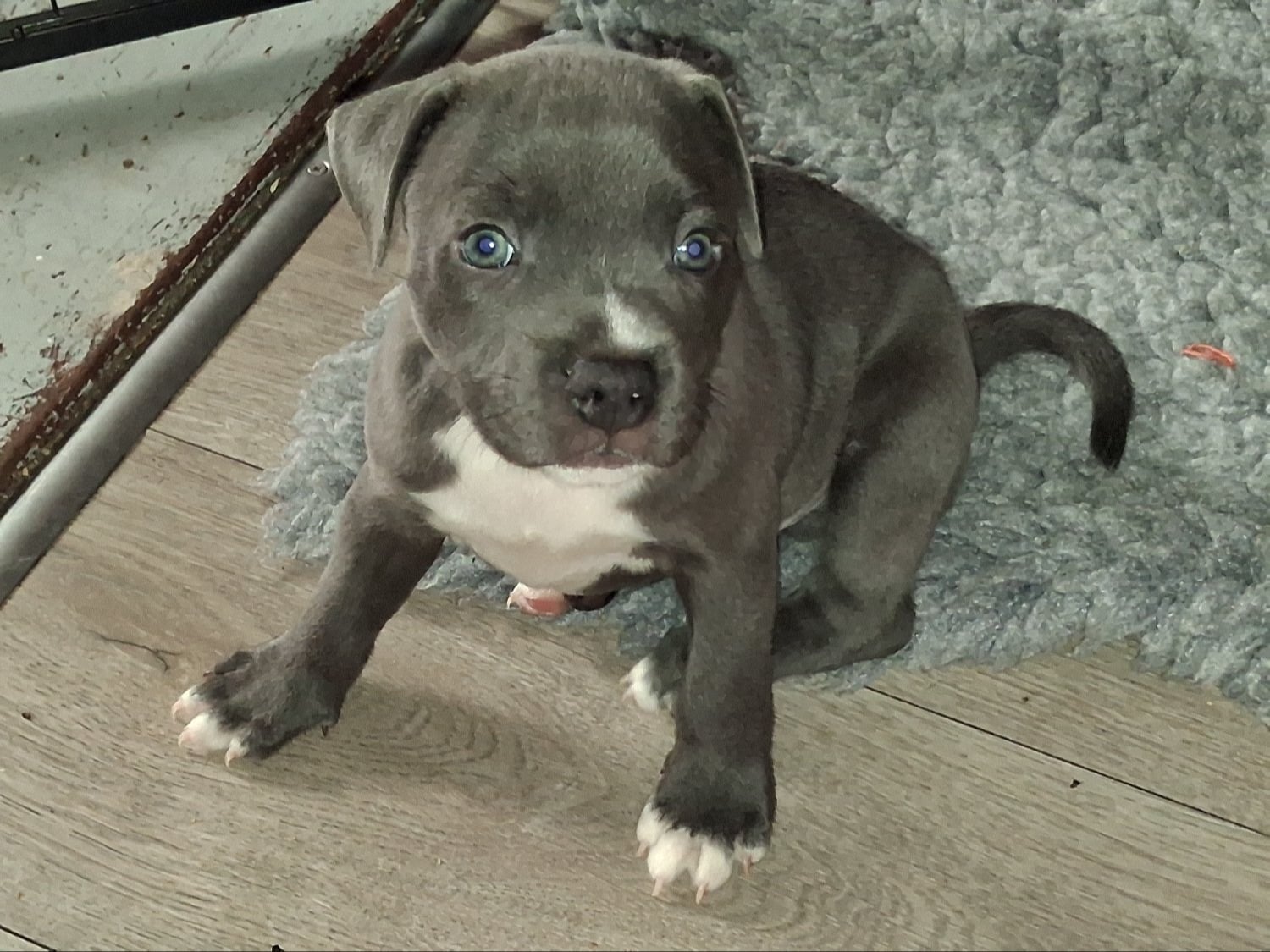 6 week old Staffordshire bull terrier for sale  in Gosport