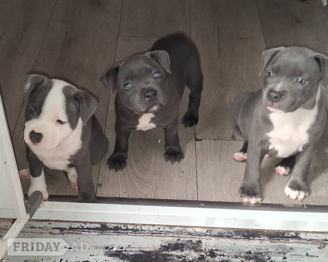 6 week old Staffordshire bull terrier for sale 