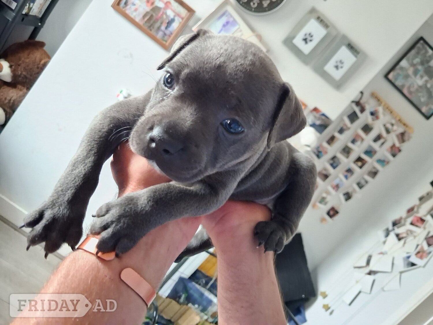 Gosport 6 week old Staffordshire bull terrier for sale 