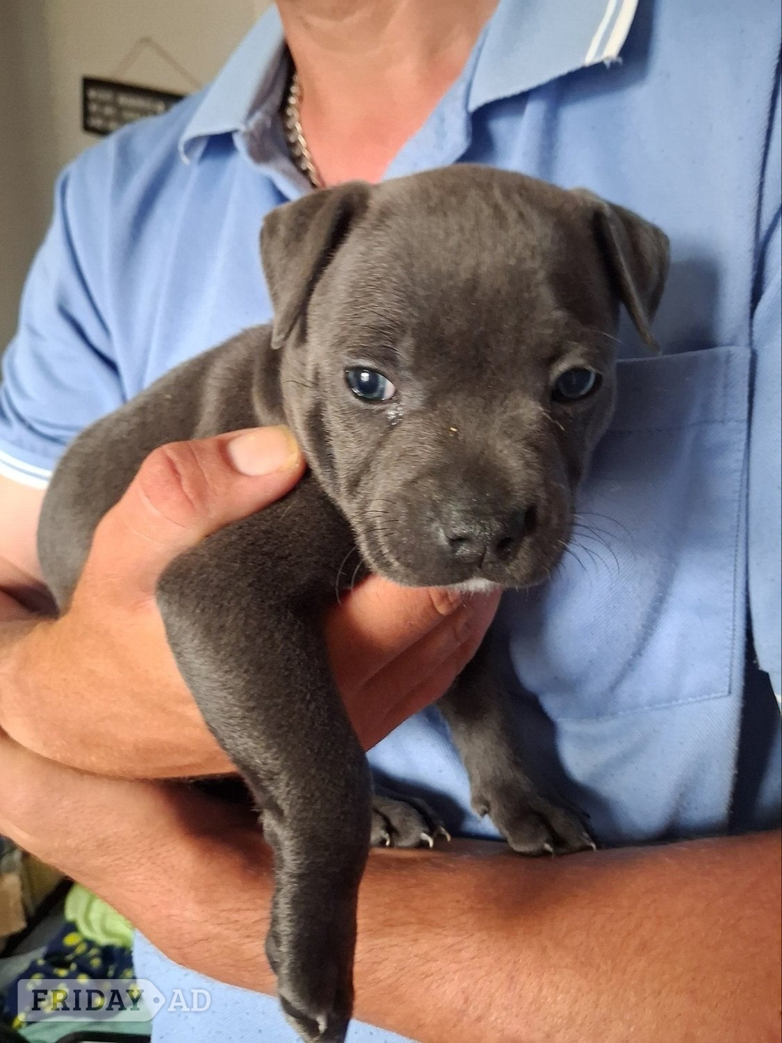6 week old Staffordshire bull terrier for sale  - Dogs & Puppies in Gosport