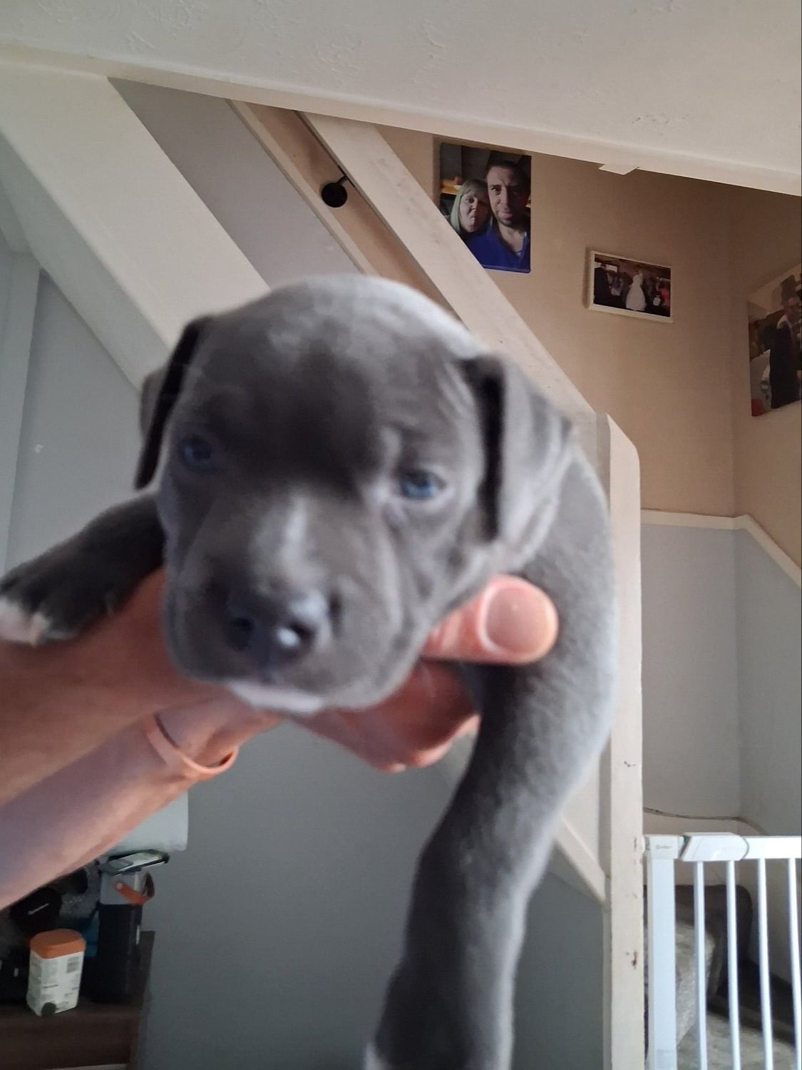 6 week old Staffordshire bull terrier for sale  - Dogs & Puppies