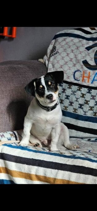 Jack russell chase for rehoming