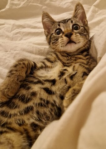 Gorgeous Bengal Kitten 😸 