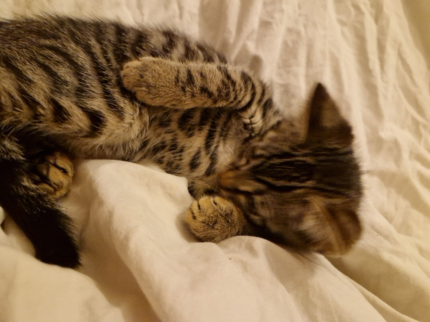 Gorgeous Bengal Kitten 😸 