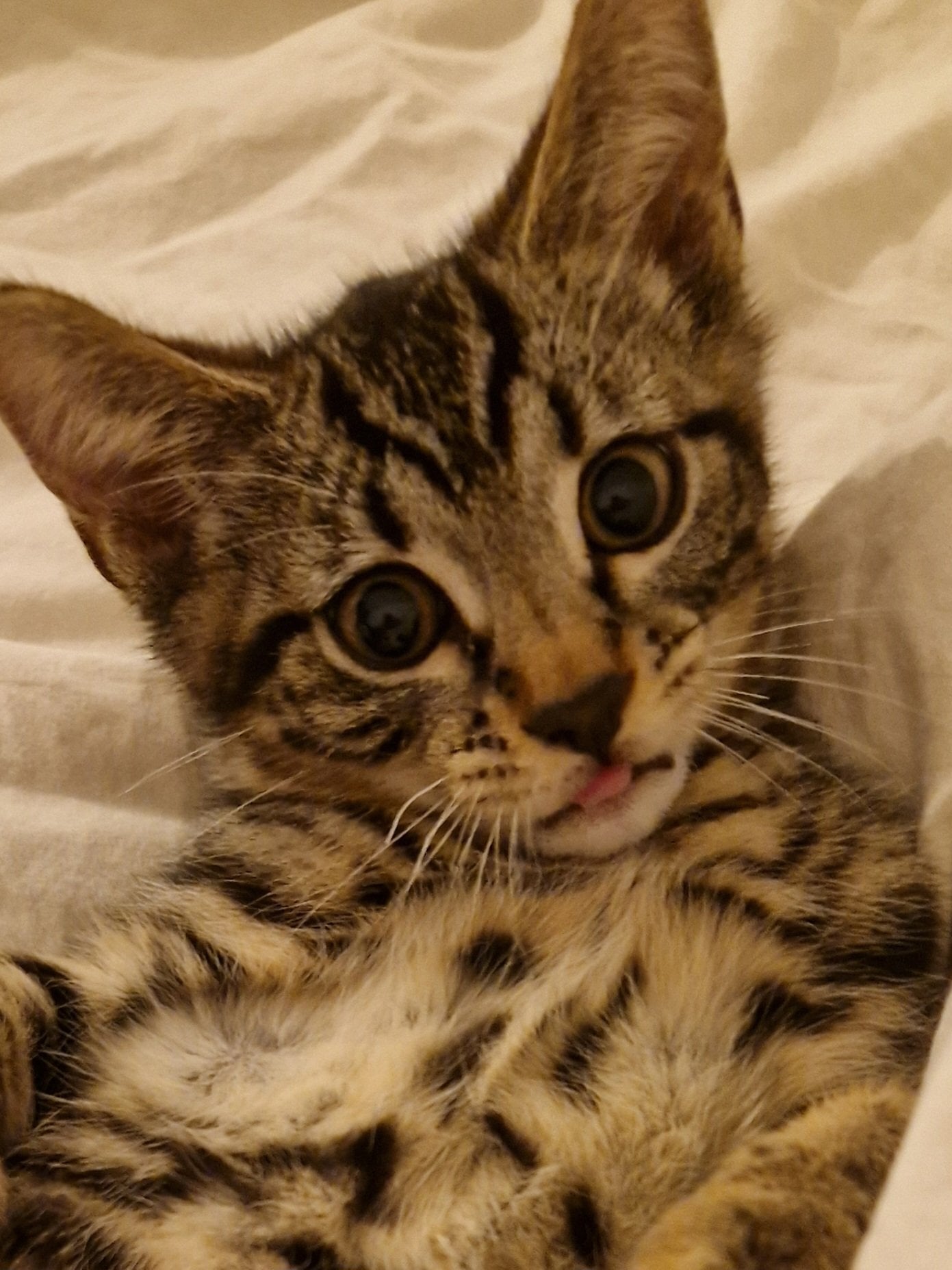 Crawley Gorgeous Bengal Kitten 😸 