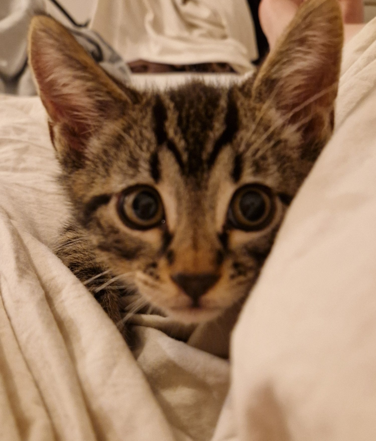 Gorgeous Bengal Kitten 😸  - Cats & Kittens in Crawley