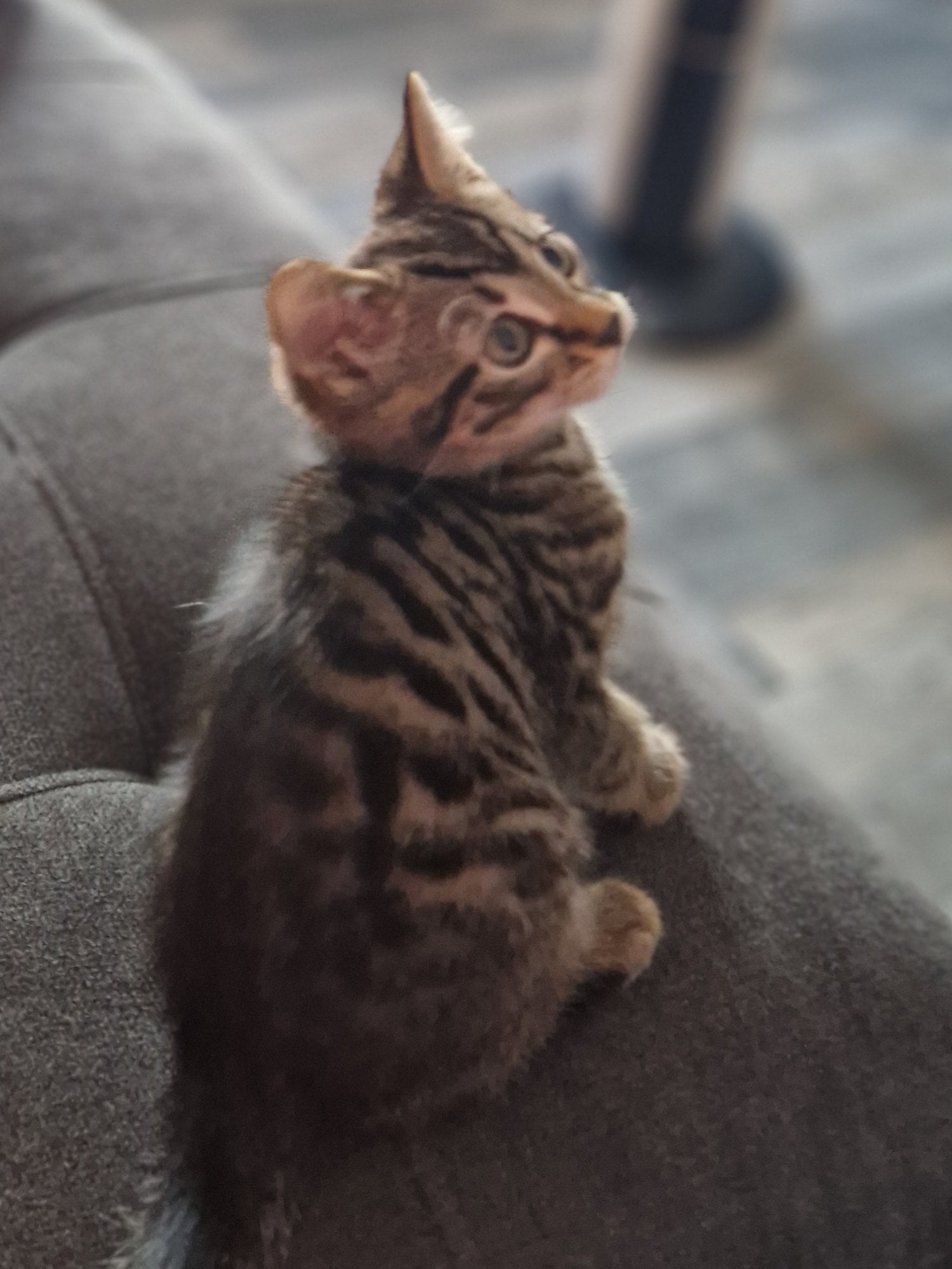 Gorgeous Bengal Kitten 😸  - Cats & Kittens