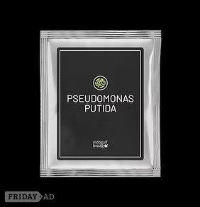 One Fungal Wave Can Destroy Your Profit – Use Pseudomonas Putida 