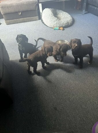 Cocker spaniel pups ready now 