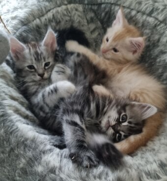 Beautiful GCCF registered maine coon kittens 