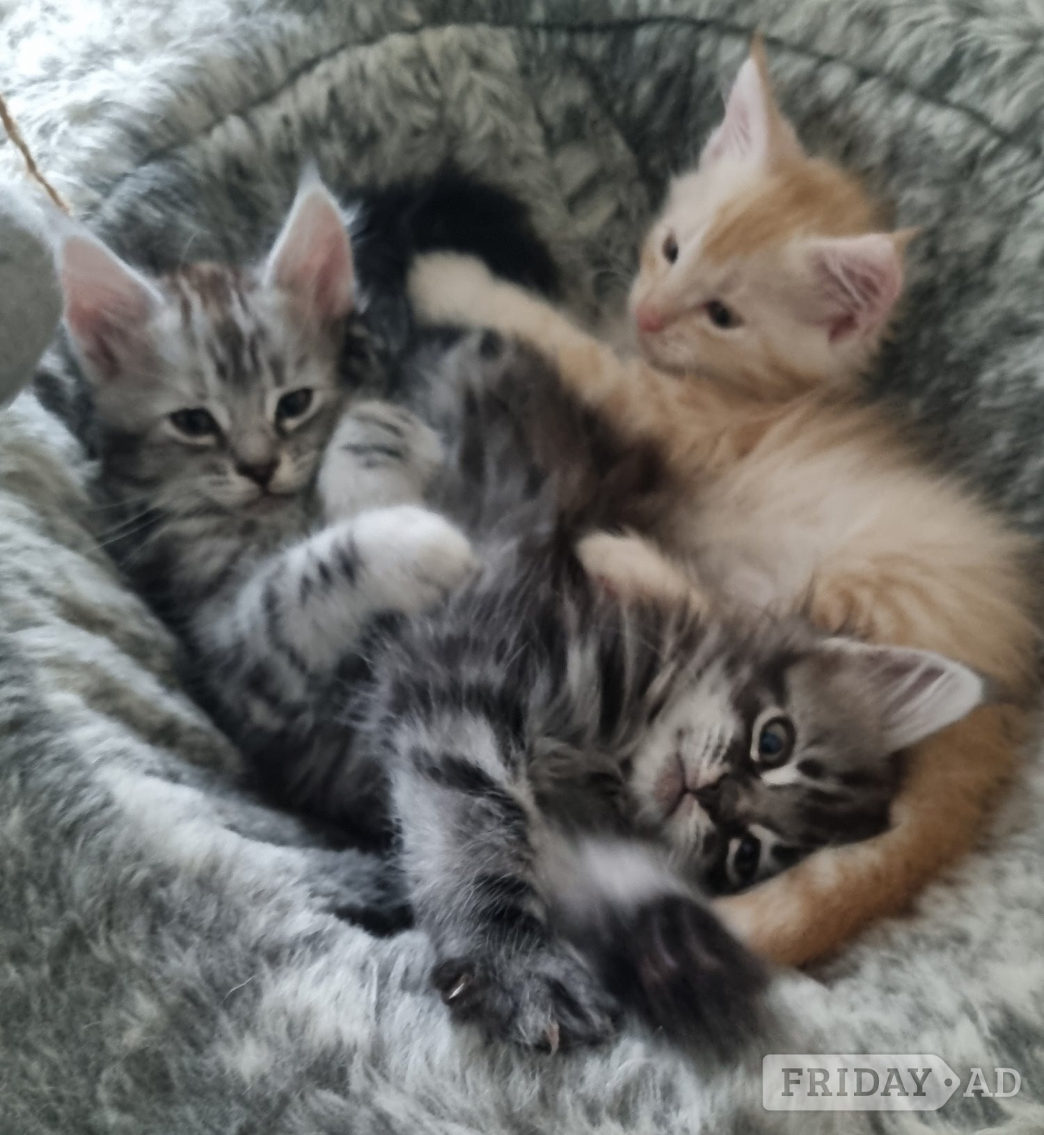 Beautiful GCCF registered maine coon kittens  in Bristol