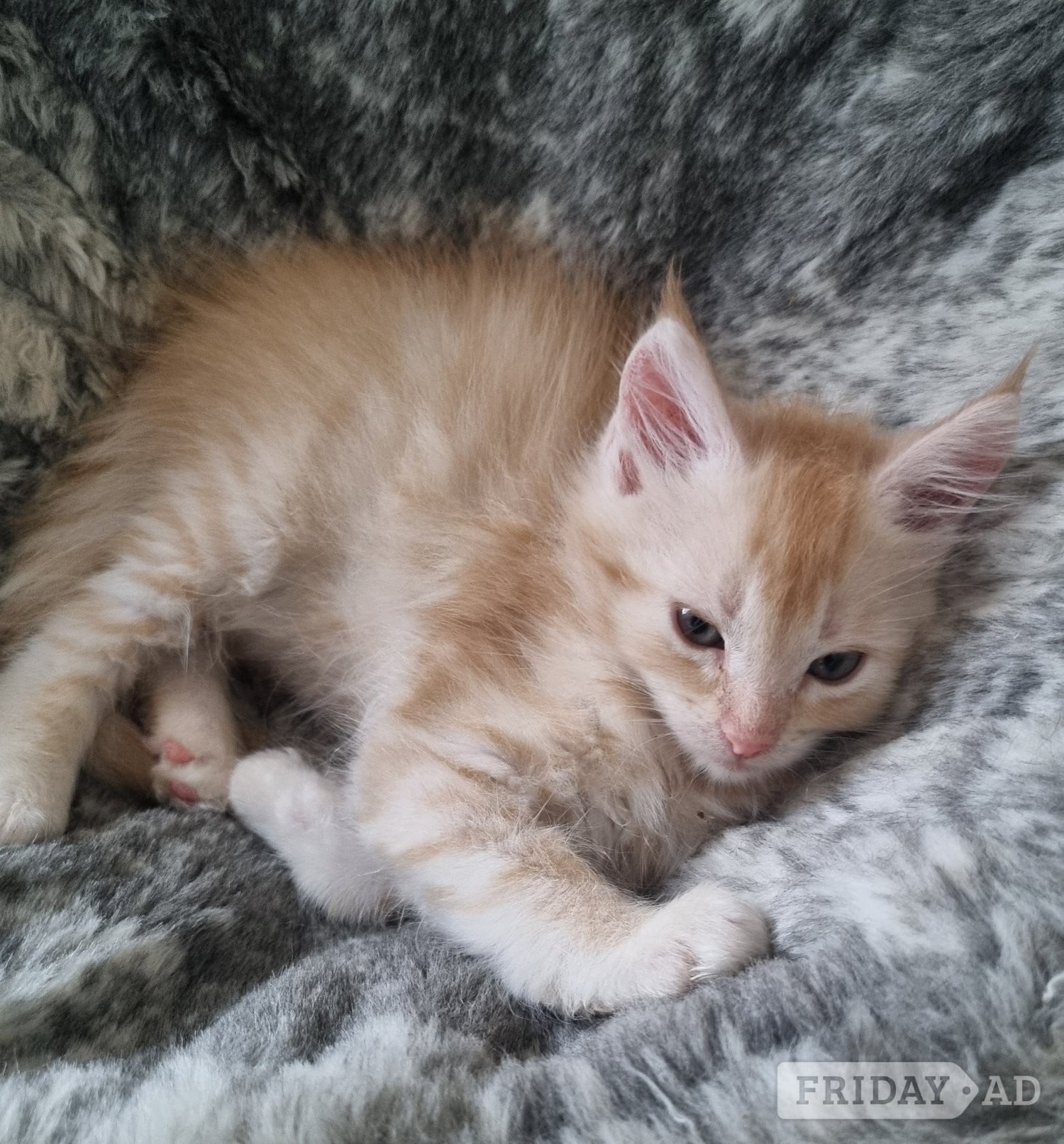 Beautiful GCCF registered maine coon kittens 