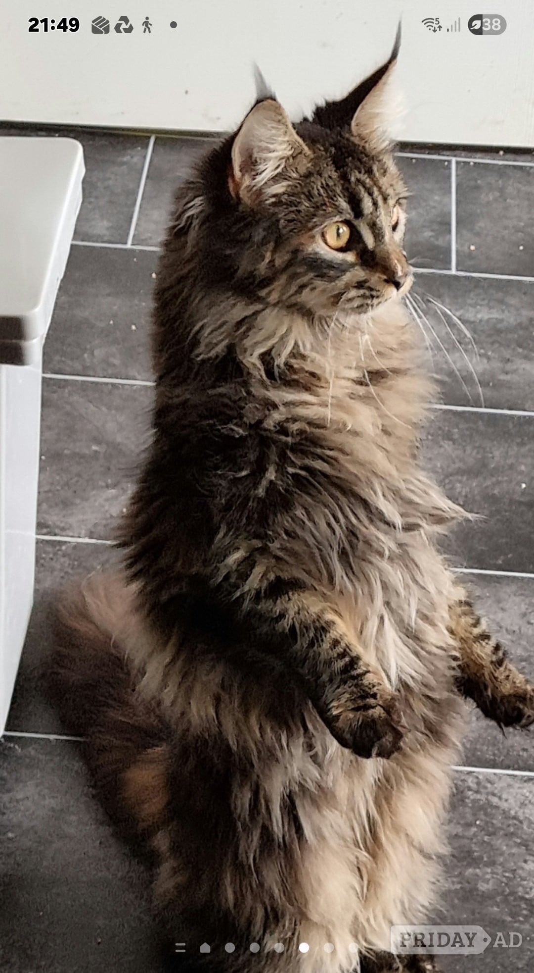 Bristol Beautiful GCCF registered maine coon kittens 