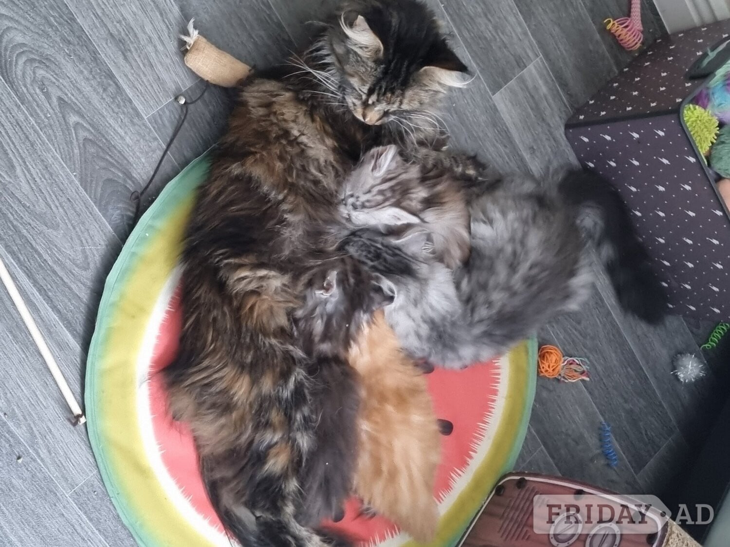 Beautiful GCCF registered maine coon kittens  - Cats & Kittens in Bristol