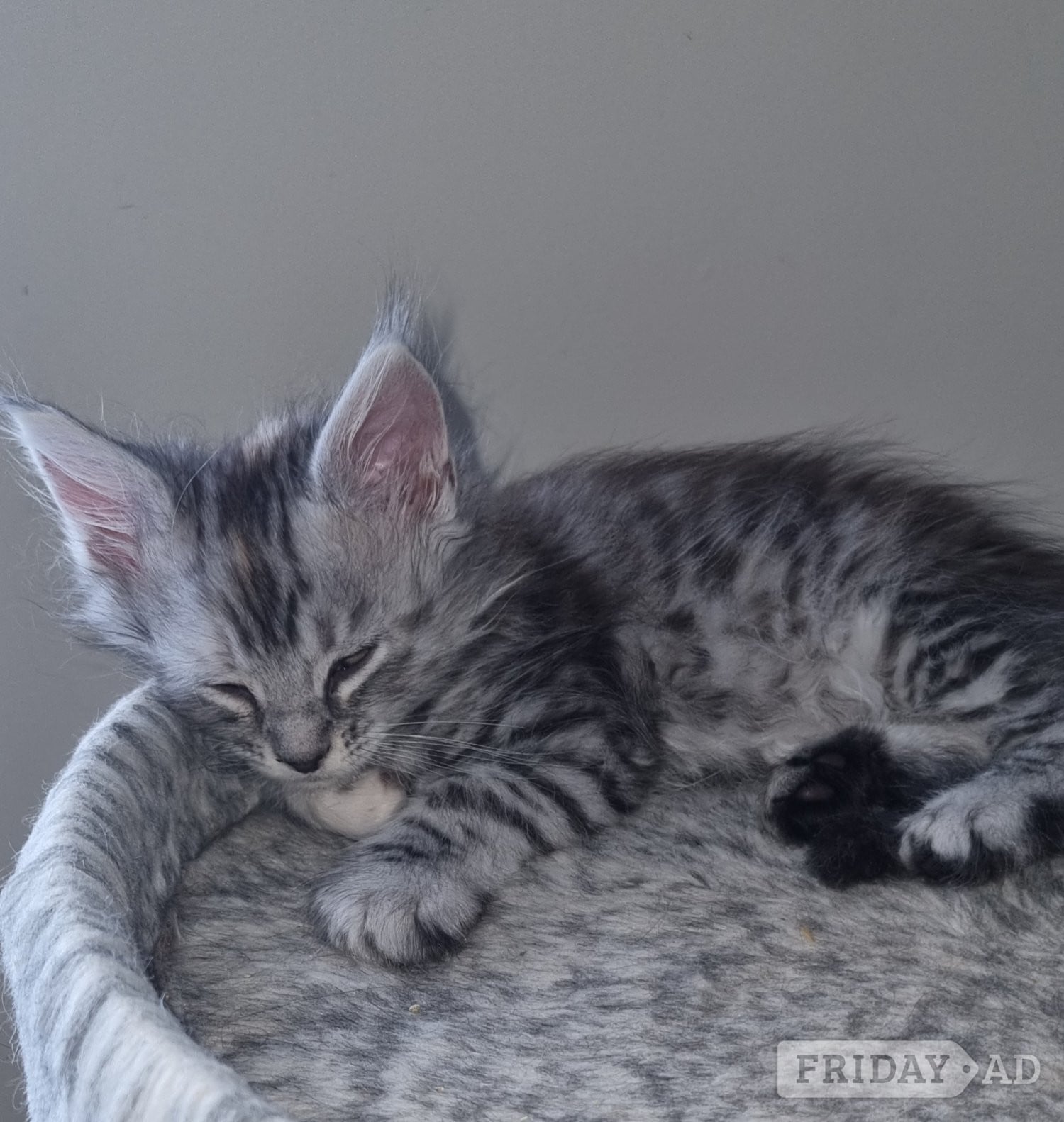 Beautiful GCCF registered maine coon kittens  - Cats & Kittens