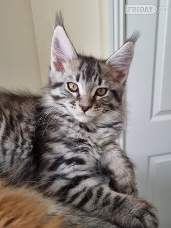 Exceptional GCCF maine coon black silver and torbie litter 